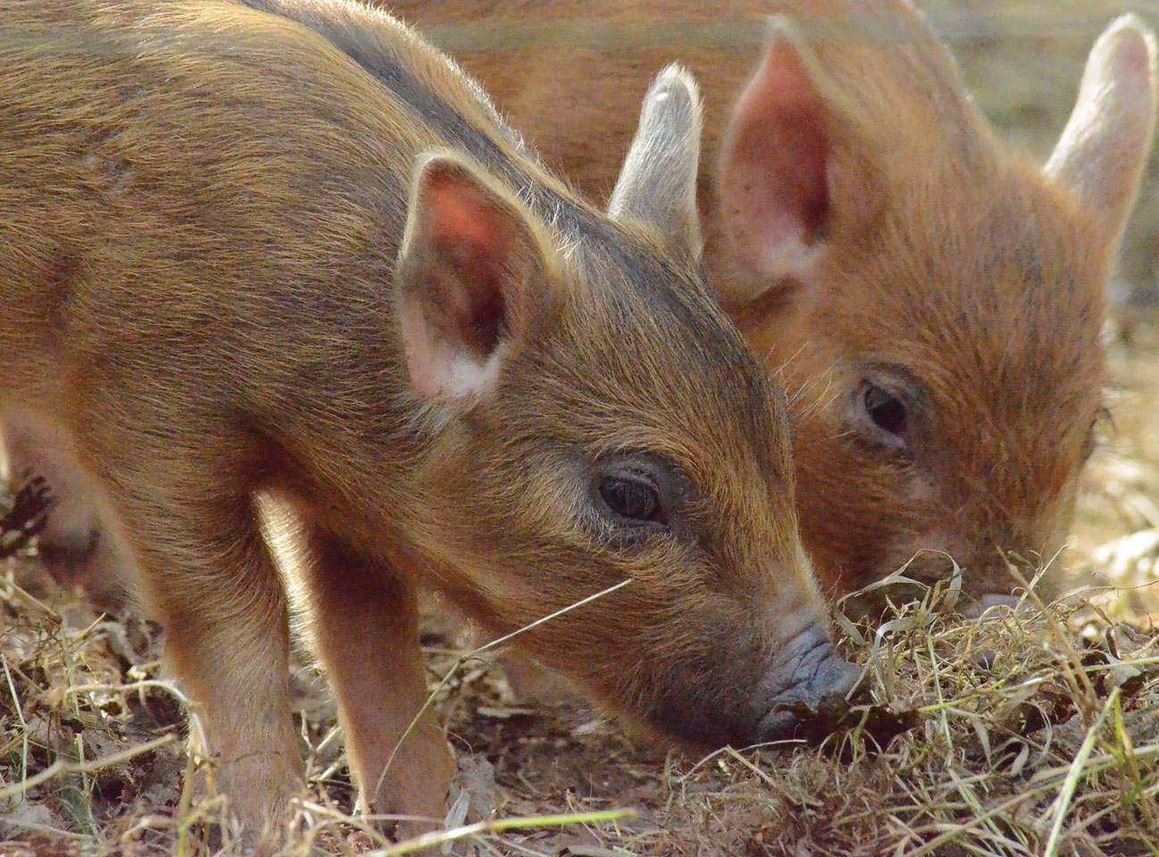 two piglets foraging for food