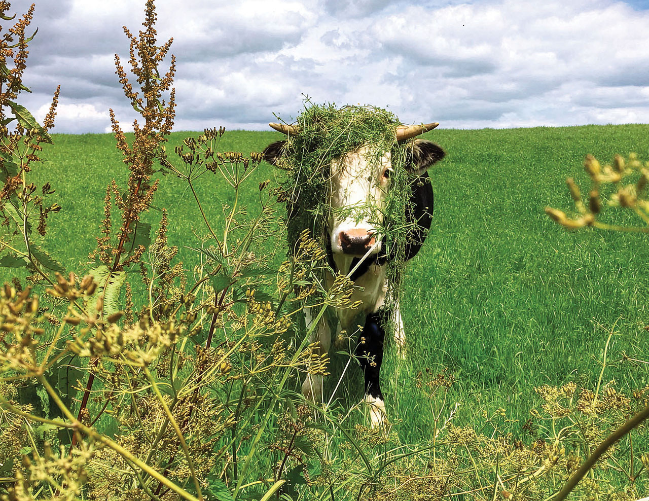 cow covered in weeds looking through a hedge