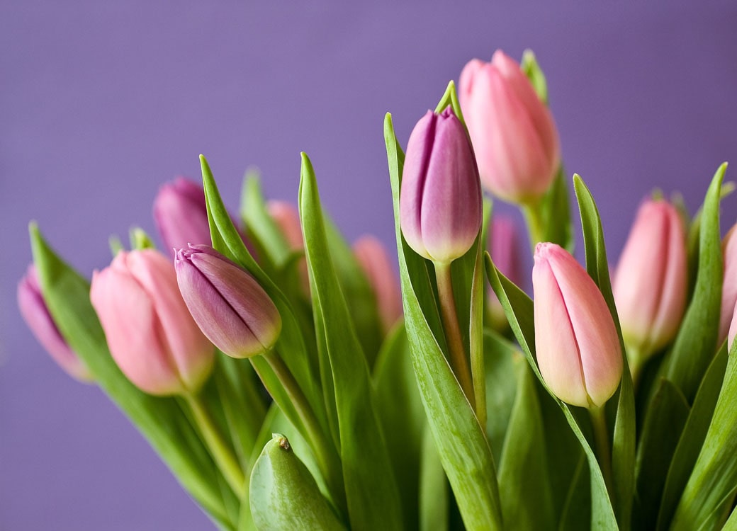 Bunch of soft pink tulips against a purple background